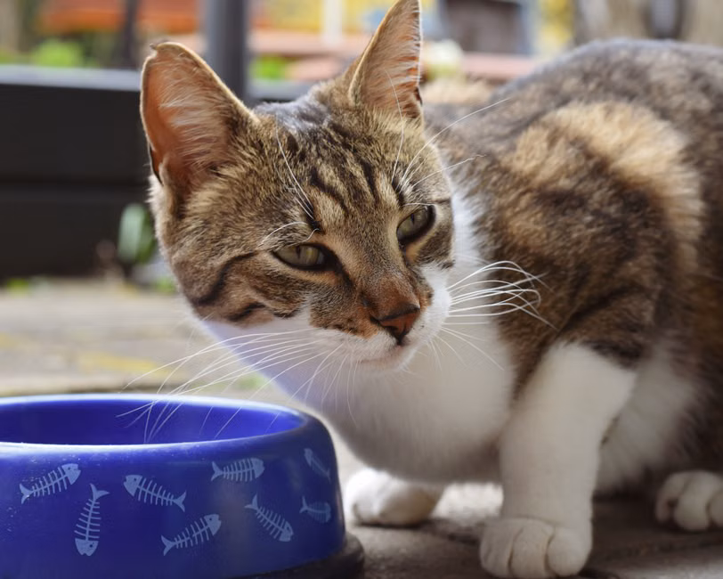 Ração para Gatos (10kg)
